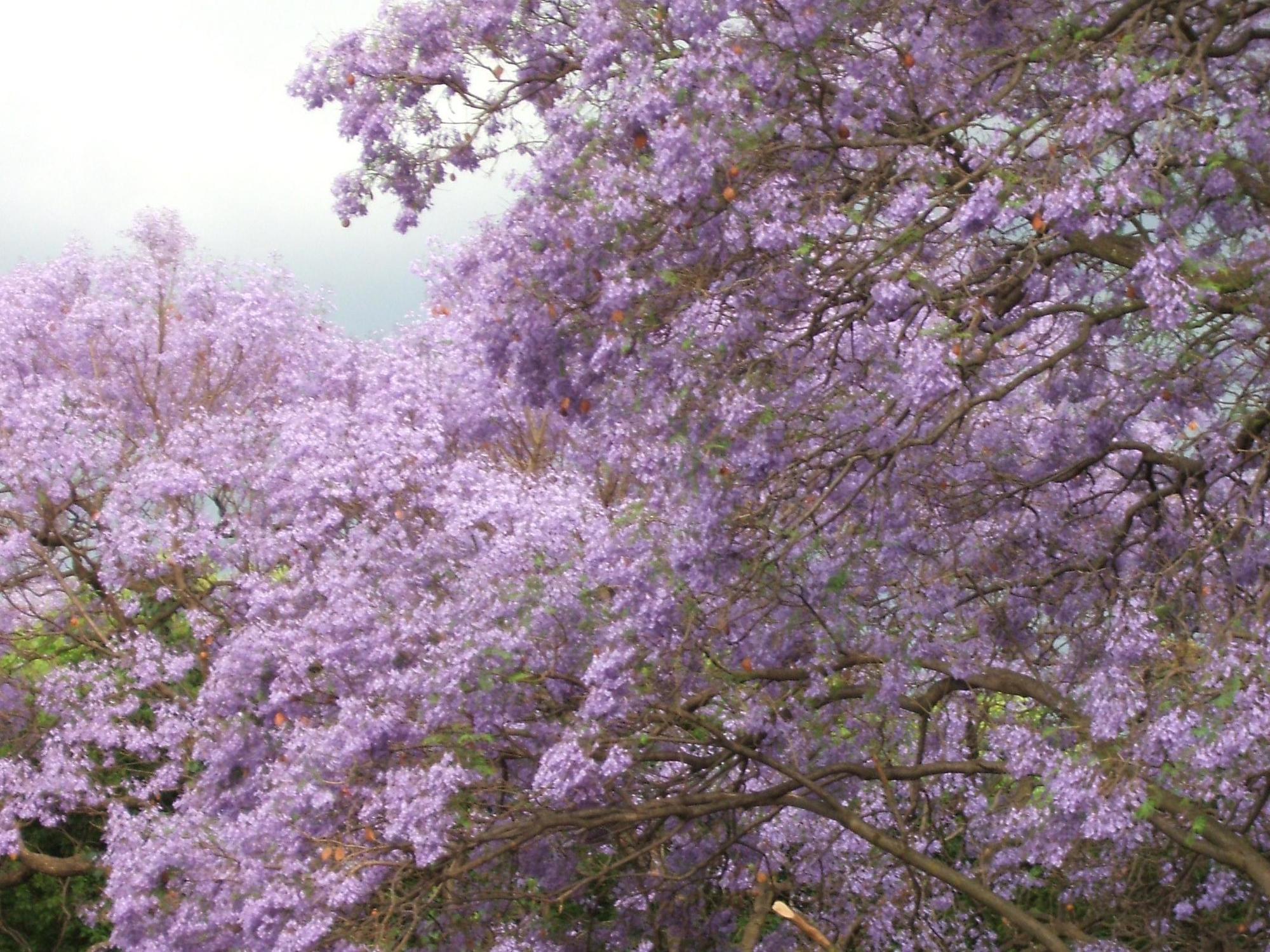Cherry Tree Cottage B&B Linden Johannesburg Bagian luar foto